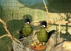 Turacos 1